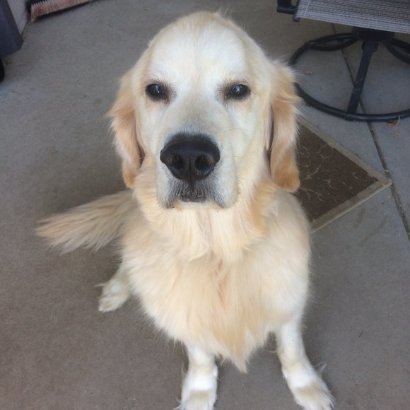 Meet your Posher, Sharon & Snowey - Picture 1 of 1